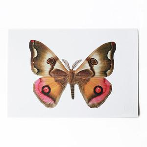 ArtPrint mariposas de Chile